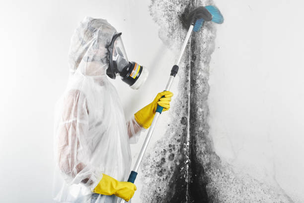 Best Professional water damage repair  in Dexter, OR