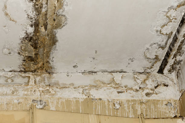 Best Carpet water damage restoration  in Dexter, OR