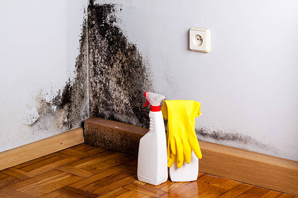 Best Water damage restoration process  in Dexter, OR